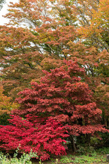 trees in the park with leaves showing red, orange and green colours on an autumn morning 