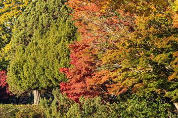 trees in the park with leaves showing red, orange and green colours on a sunny autumn morning 