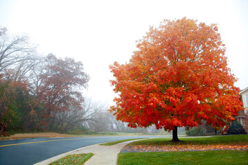 Empty road curving next to a beautiful orange tree during a misty fall day