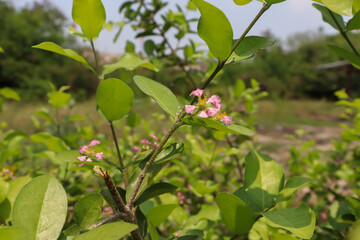 Sticker - Malpighia emarginata flower are blooming in the garden and green leaf