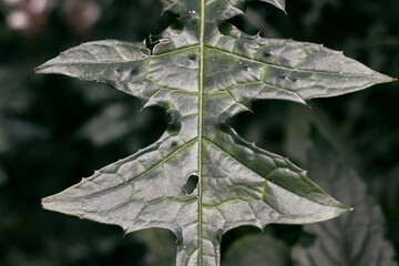 Sticker - Closeup shot of fresh green foliage on blurred background