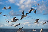 Fototapeta Na sufit - Seagulls on the shores of the Baltic Sea.
