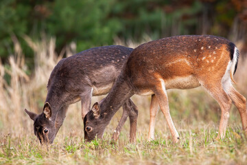 Wall Mural - two fallow deer, dama dama, gazing on grassland in autumn nature. mother hind with baby animal feedi