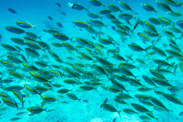 Group of fish swim above the coral in the clear sea