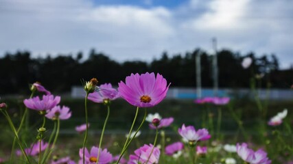 Wall Mural - Time lapse view of the pink cosmos flower on a field