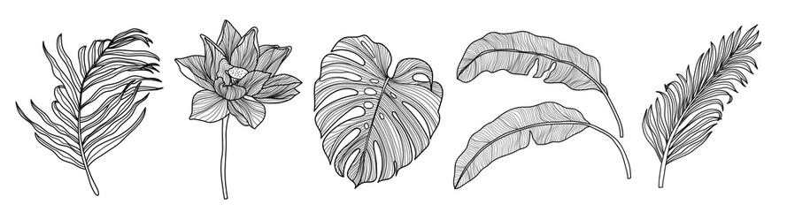 Tropical leaf vector design element collection. Monstera leaf, banana leaf, coconut tree leaves hand draw black and white design. Vector illustration.
