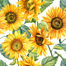Seamless Patterns Of Sunflowers Hand-drawn, Botanical Watercolor, Floral Background