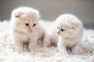 Portrait of two small Scottish fold cat baby milk white color