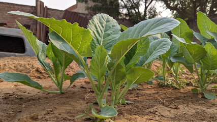 Canvas Print - Closeup of collards growing in a farm field in the countryside