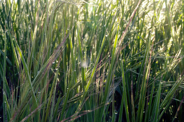 Wall Mural - Grass bathed in dawn dew