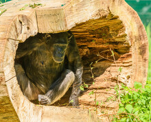 Chimpanzee (Pan Troglodytes) Hiding In Big Hollow Trunk