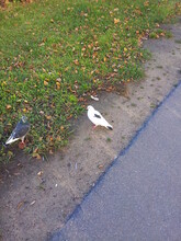 Walk On The Ground Of A White Dove.
Autumn Day. The Asphalt Road Turns Into A Green Lawn. A Dove Is Walking Along The Road. The Dove Is White With Two Black Spots.
Fallen Leaves Lie.
