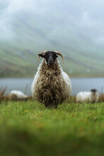 Scottish Blackface Sheep At Talisker Bay On The Isle Of Skye In Scotland