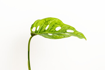 Sticker - Monstera obliqua leaf on white background