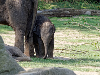 Poster - Selective focus shot of an adorable baby elephant