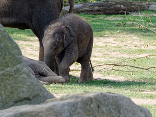 Poster - Selective focus shot of an adorable baby elephant