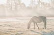 Pferd im Morgen Nebel
