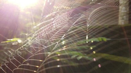Spider web shining in sunlight