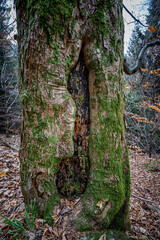 Vertical shot of a tree trunk covered in moss in the Black Forest, Germany