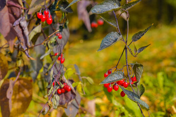 Wall Mural - Selective focus on bright red berries on the branches on a sunny autumn day. Natural scenic background. Beauty in nature.