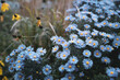 Selective focus shot of aster flowers