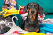 Funny dachshund dog sorts things in the wardrobe, sits in pile of clothes and hanger and thinks what to wear to an important event.