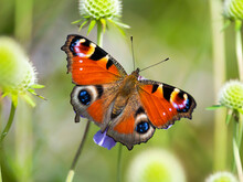 クジャクチョウ(peacock Butterfly)