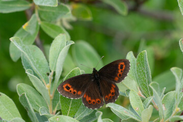 Canvas Print - Erebia ligea, the Arran brown