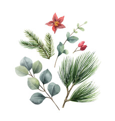  Watercolor vector Christmas arrangement with fir branches, poinsettia and eucalyptus.
