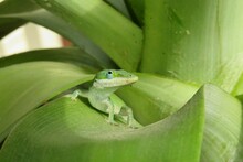 Green Tropical Anole Lizard On Pineapple Leafs
