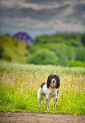 Wall Mural - Spaniel in the field