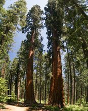 Giant Sequoia Trees In California, Towering Above Normal Trees