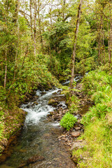 Wall Mural - National park La Quinta in Costa Rica