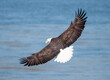 Eagle with spread wings
