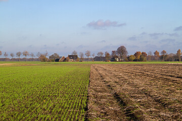 Crop rotation: young winter cereal, sown next to a harvested potato field in autumn