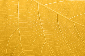 Wall Mural - Abstract gold fortuna leaves close up