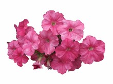 Pink Flowers (petunias) Isolated On White Background