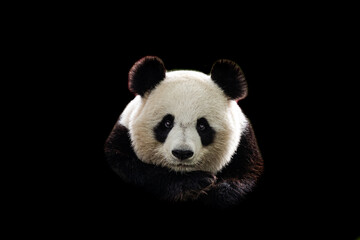 Wall Mural - portrait of panda with a black background