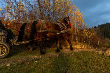 Wall Mural - horse carriage in the mountains of Romania