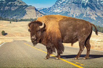 American bison standing alone in the middle of the road at Yellowstone park with mountain  in backgorund.