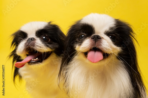 Fotomural Studio shot of two dogs Japanese Chin against yellow background
