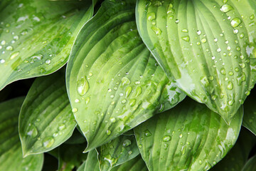 Raindrops on green leaves Hosta