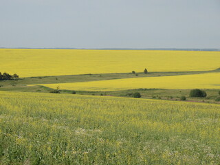 yellow meadows, field of yellow flowers