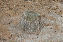 One Big Old Gray Pine Stump On The Ground Among Dry Needles And Cones In The Forest