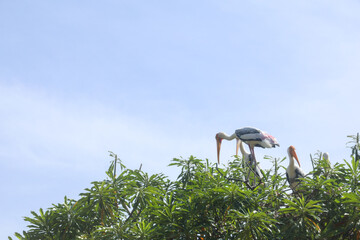 The Painted Stork bird (Mycteria leucocephala) family on big  tree