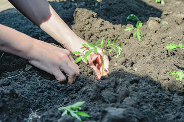 Wall Mural - The girl plants a tomato seedling with her hands in the ground.