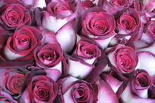 Red - White Roses With Velvety Petals As Full Frame