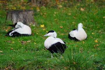 Eider ducks. Photo date: Tuesday, November 3, 2020. Photo: Richard Gray/Adobe