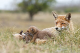 Fototapeta Zwierzęta - Red fox cub in nature at springtime on a sunny day.