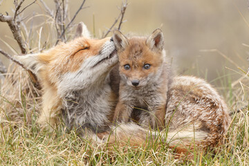 Wall Mural - Red fox cub in nature at springtime on a sunny day.